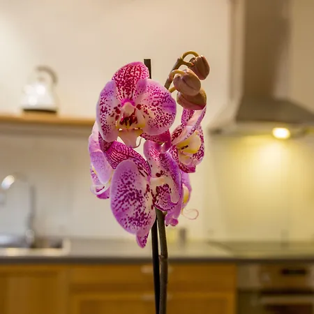 Bjorvika - Solvberggata 17 Apartmanhotel 4*